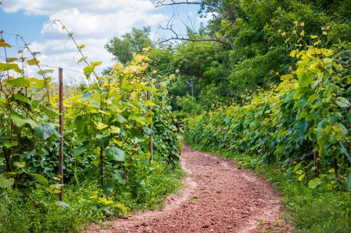 Волгоградцев приглашают в первый эногастрономический тур по Волгоградской области