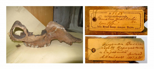 В «Старой Сарепте» на выставке древних животных появились новые экспонаты 