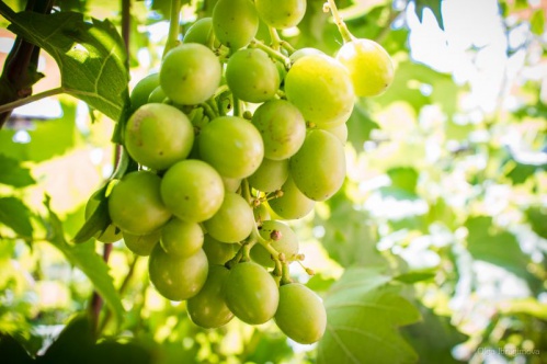 Волгоградцев приглашают на праздник урожая