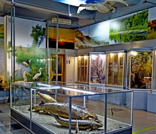 В Волгоградском краеведческом музее обновят зал природы региона