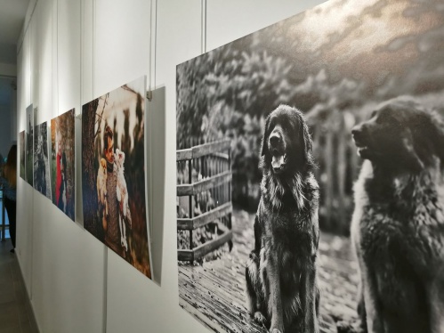 В Музее Машкова проходит фотовыставка, посвящённая животным