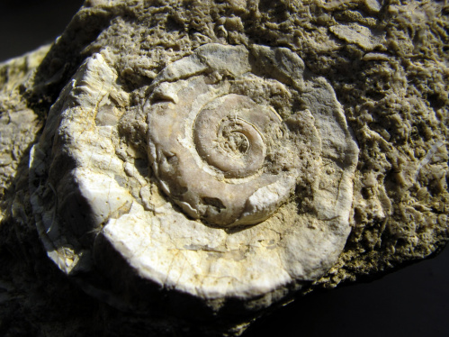 В музее-заповеднике «Старая Сарепта» появились новые палеонтологические находки