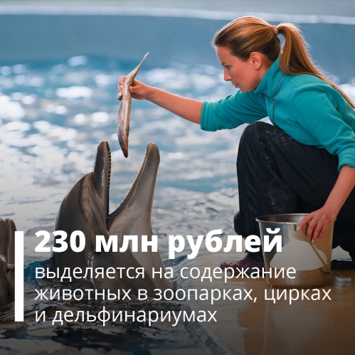 Более 230 млн рублей выделили частным циркам, зоопаркам и дельфинариумам