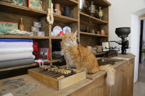 «Старая Сарепта» запускает «Блог кота Горчичника»