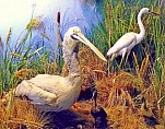 В Волгоградском краеведческом музее стартовал конкурс рисованной открытки