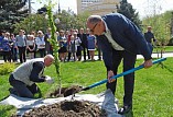 В Волгограде посадили берёзку у памятника Маргарите Агашиной